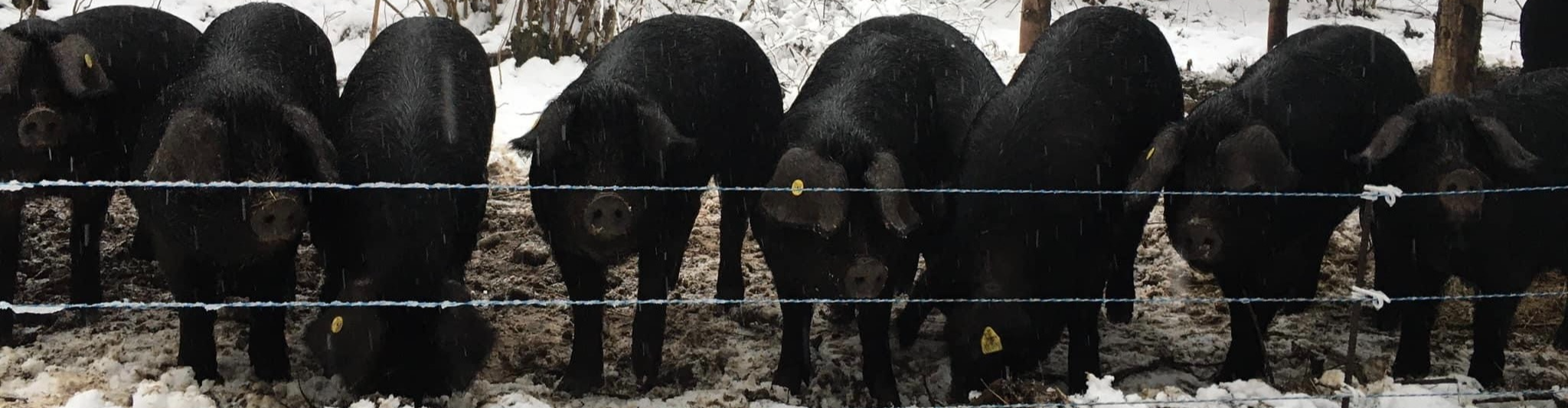 Les Cochonneries de Resplandy