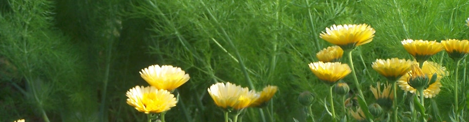 GAEC Les Jardins du Buréou