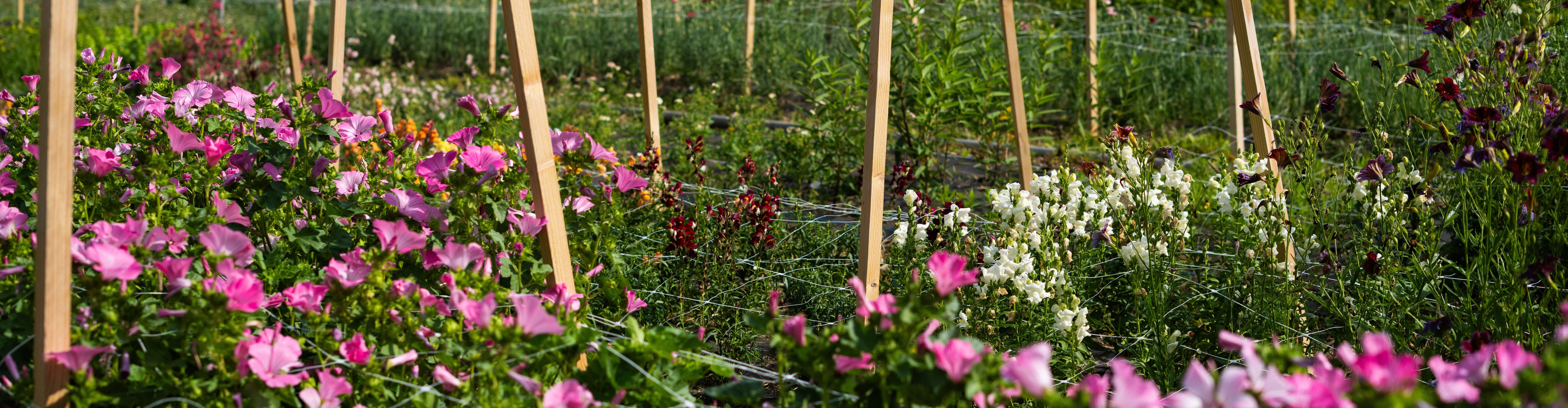 Lemon - Ferme florale