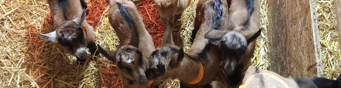 EARL du petit coin de paradis