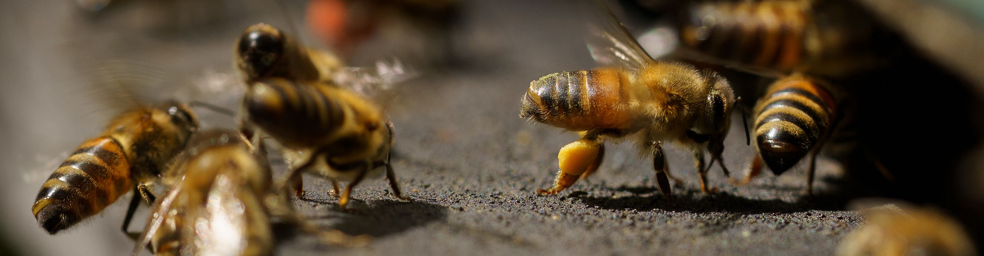 Benoît GORSSE Apiculture