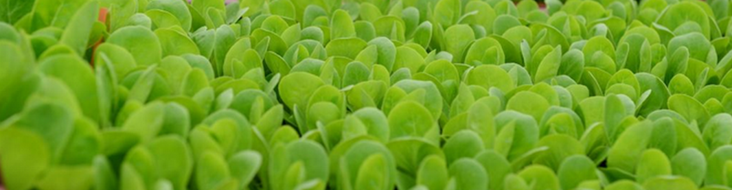 JARDINEO - Christophe LOPEZ