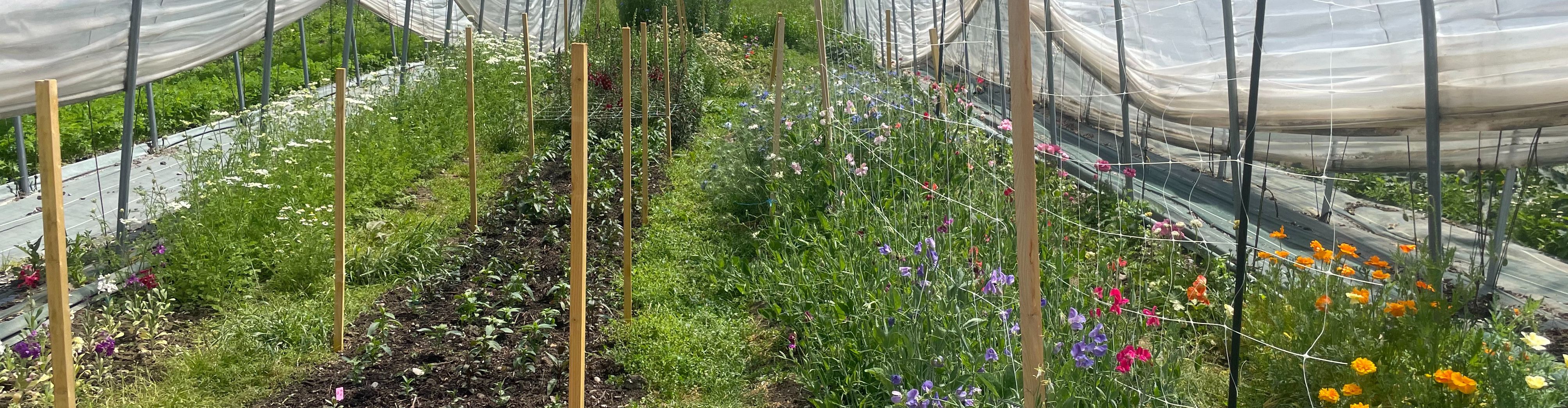 Lemon - Ferme florale