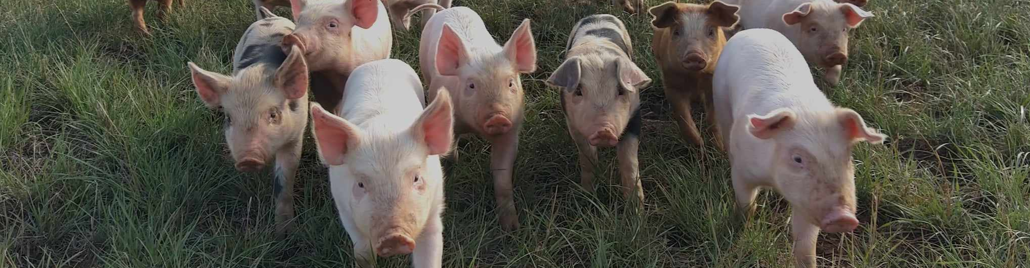 EARL un Groin de paradis