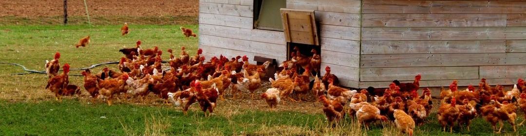 La Ferme du bon vivant 