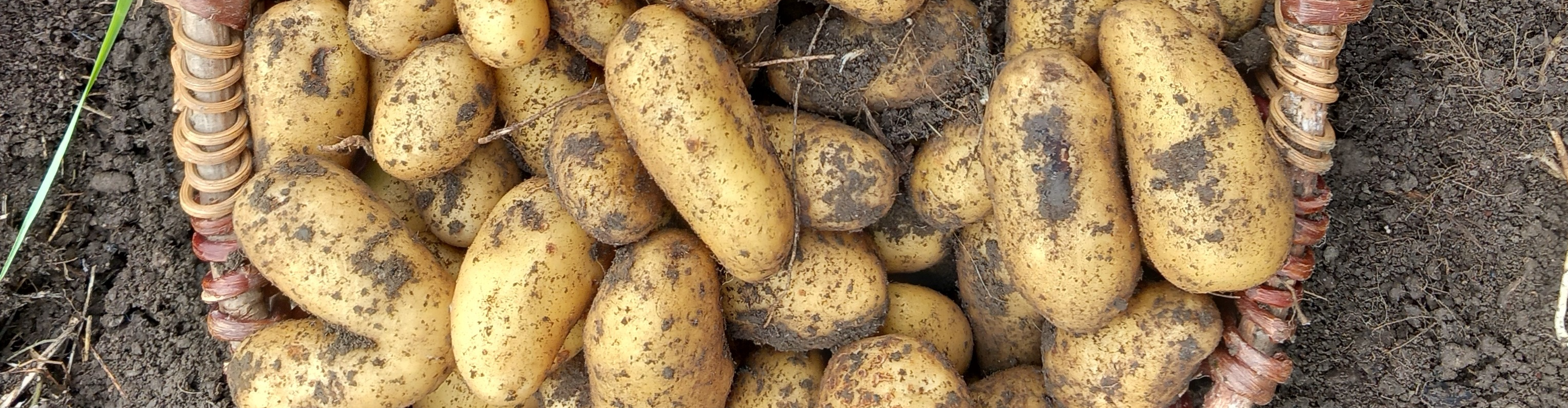 Le clos de Frontenay 