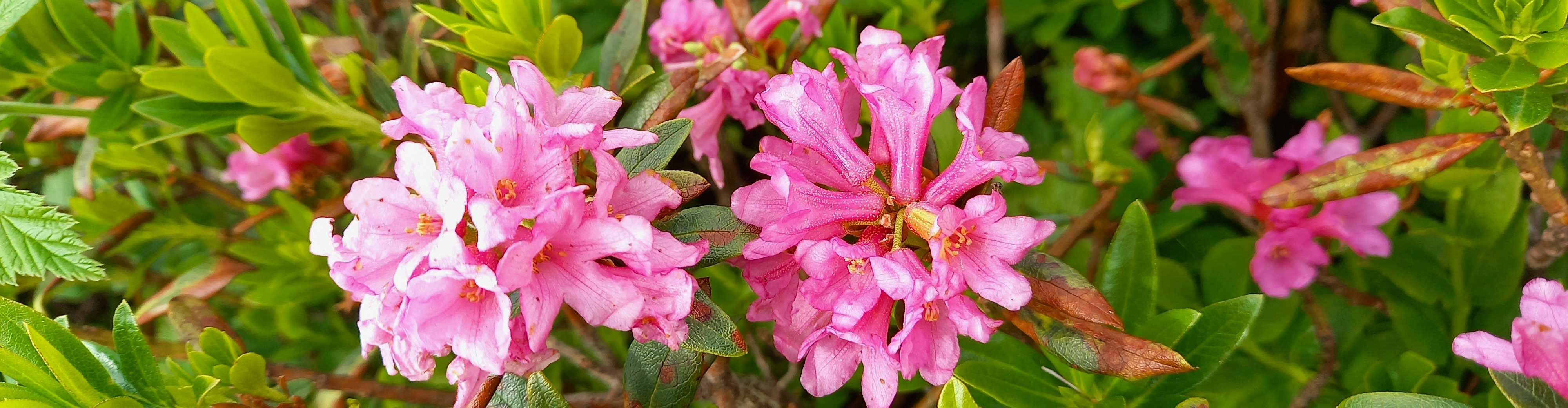 L'Harmonie des Simples