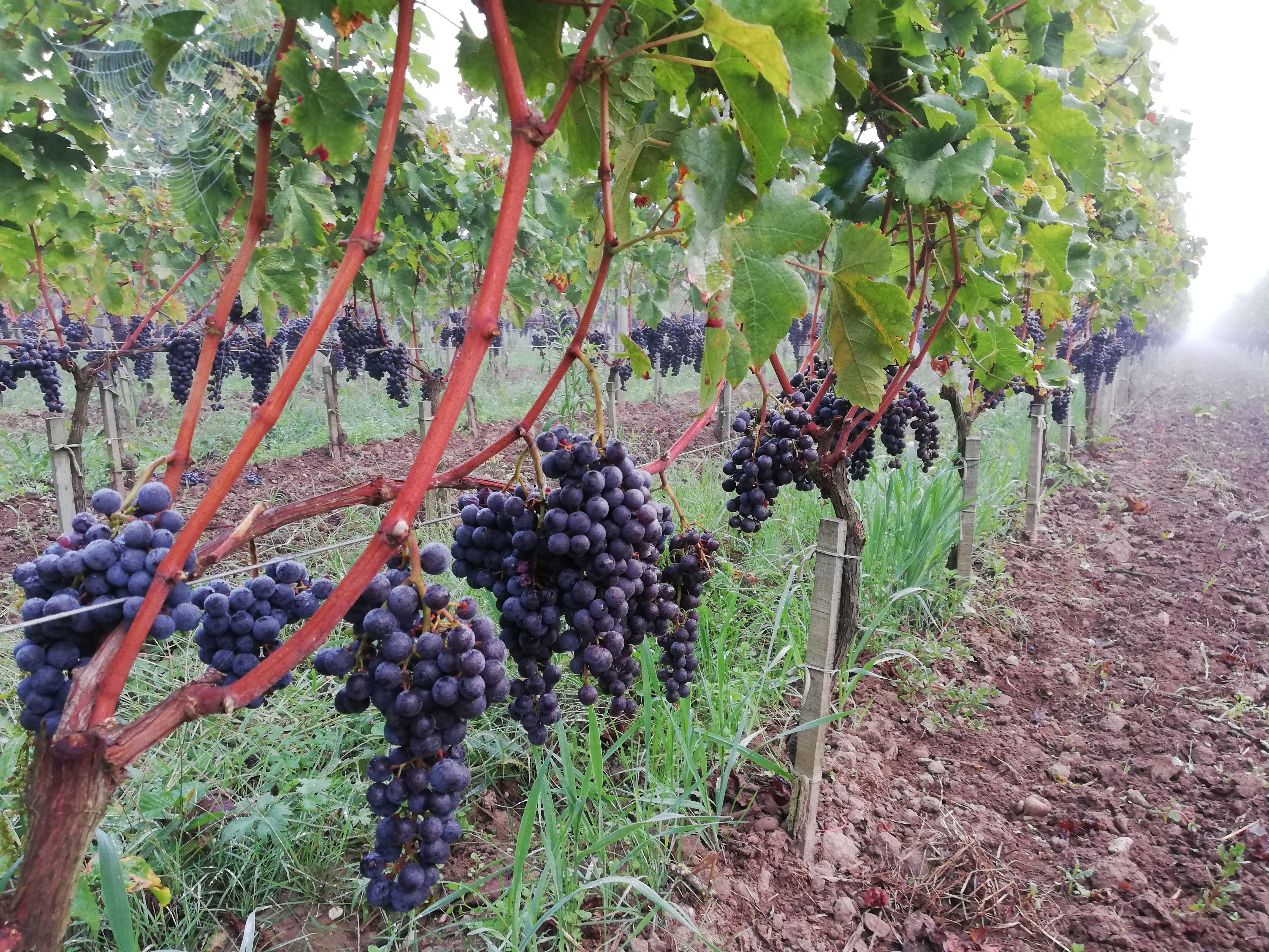 Domaine des Rouillats 