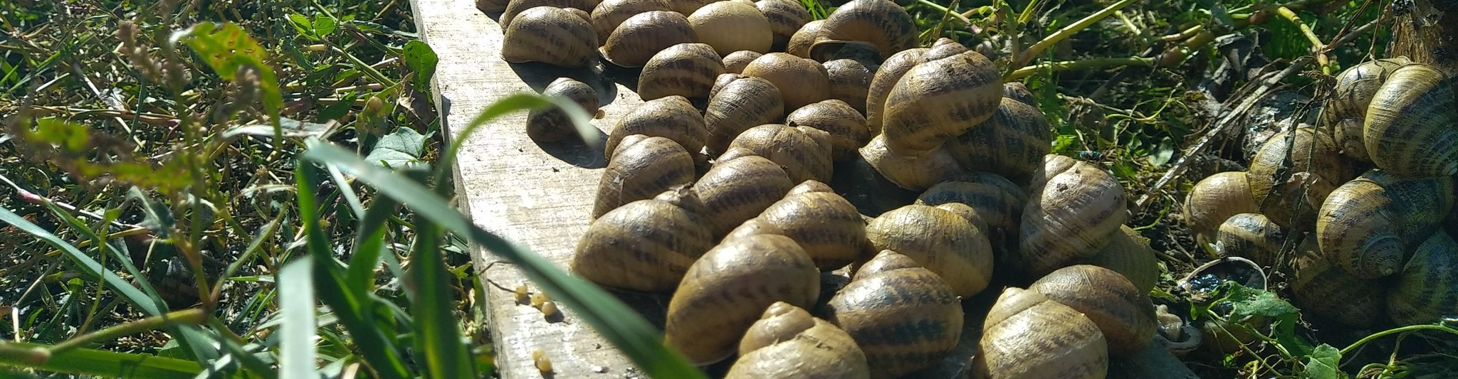 Méli mélo d'escargots 