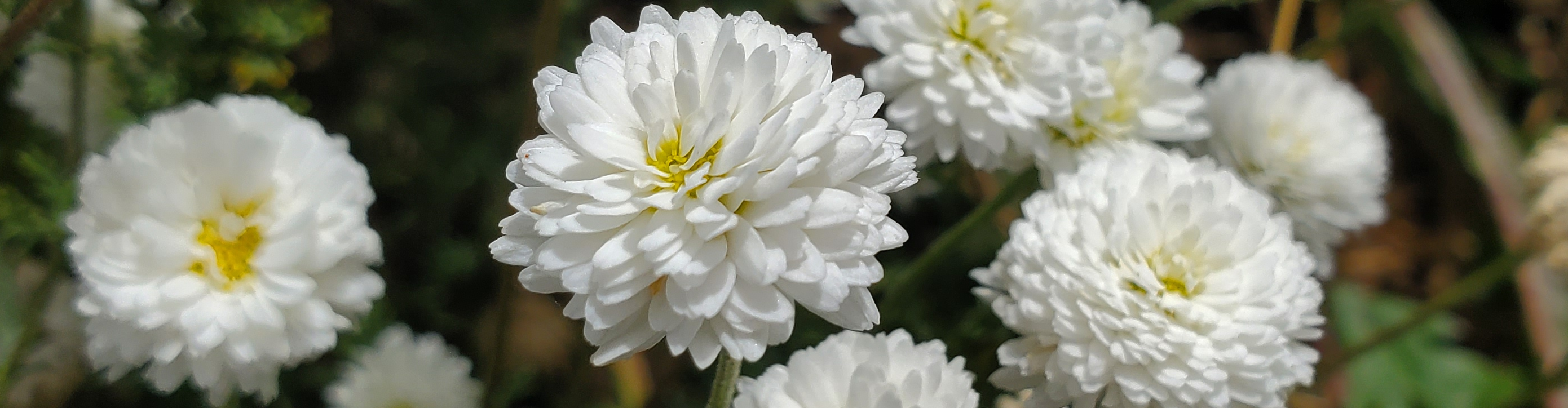 Au Détour des Plantes