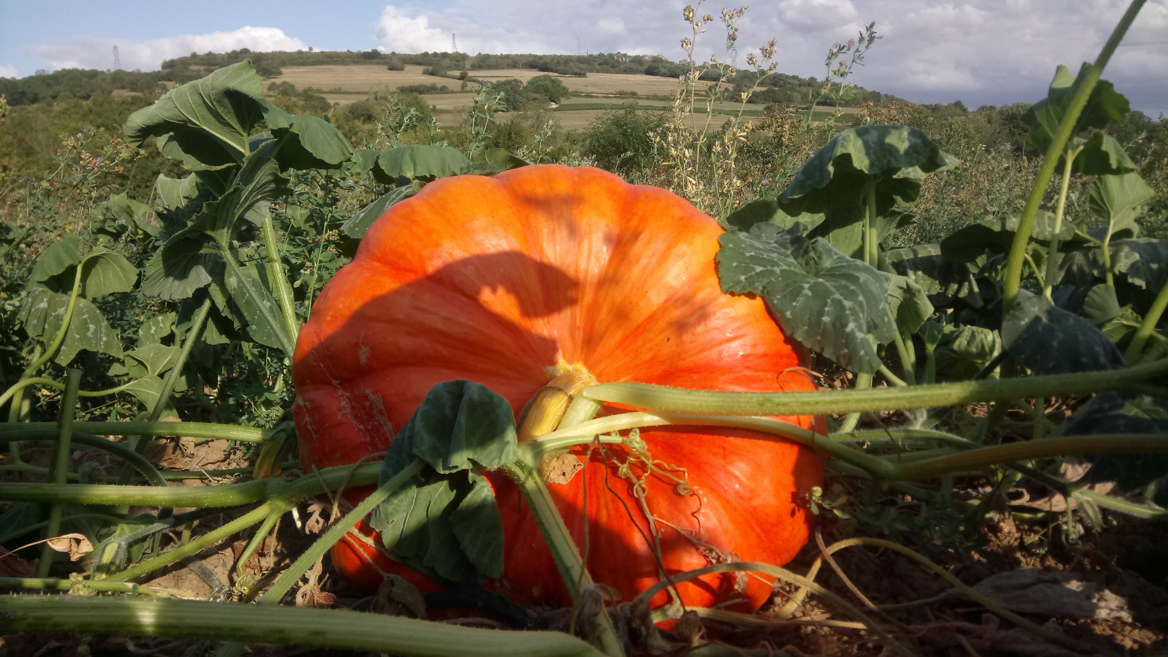 Les jardins du mont Rome