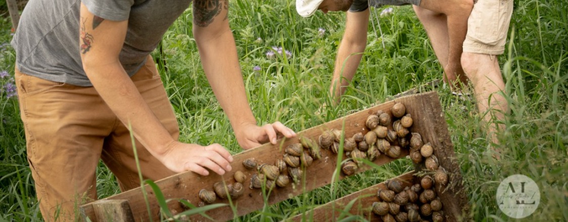 SCEA L ESCARGOT DES MURAILLES