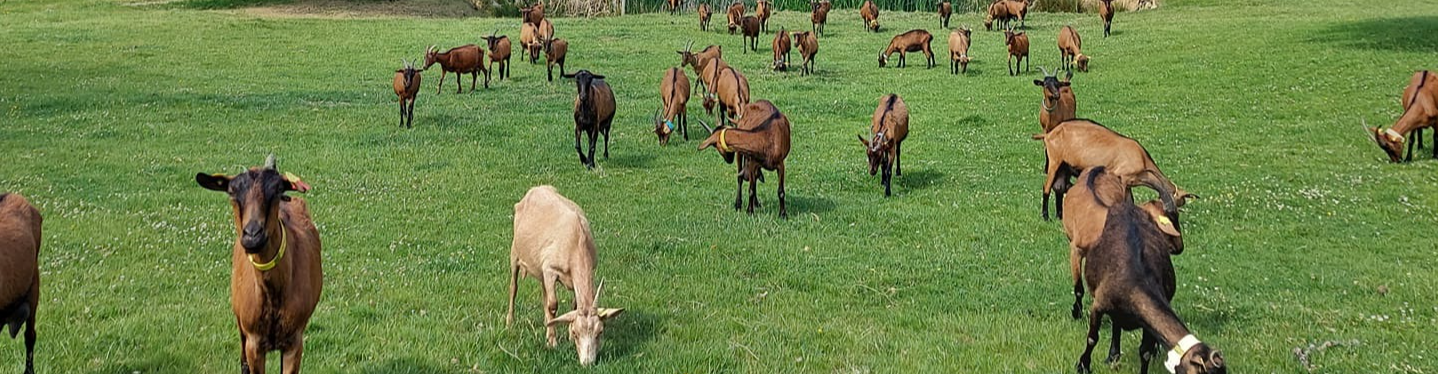 EARL La Chèvrerie de Saint-Jean