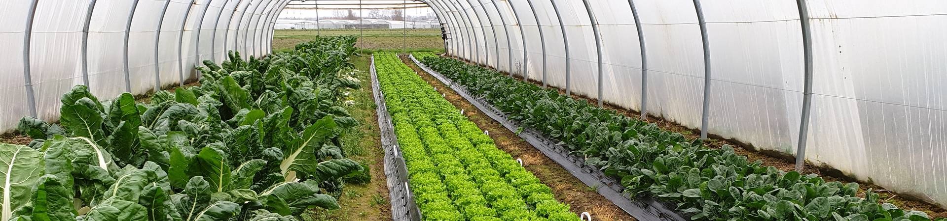 EXPLOITATION RONCATO GAEC DES DEUX COMMUNES