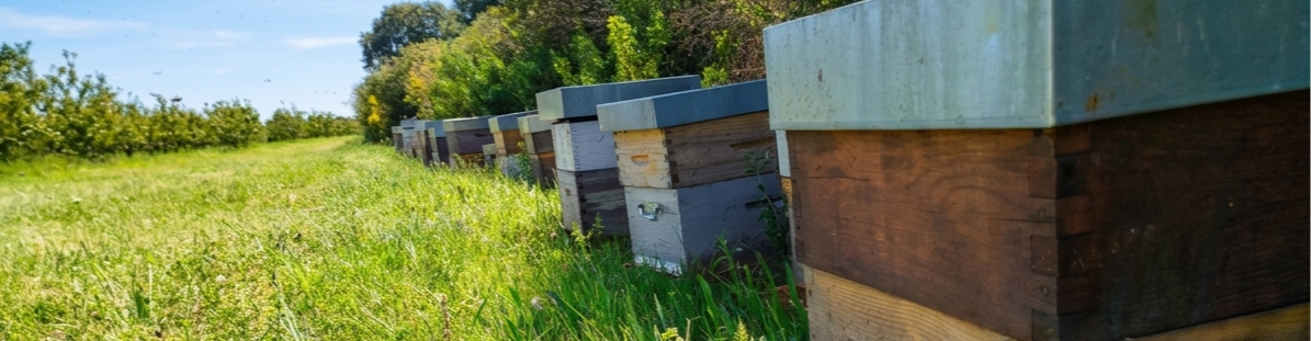 La Cantonnière Corse