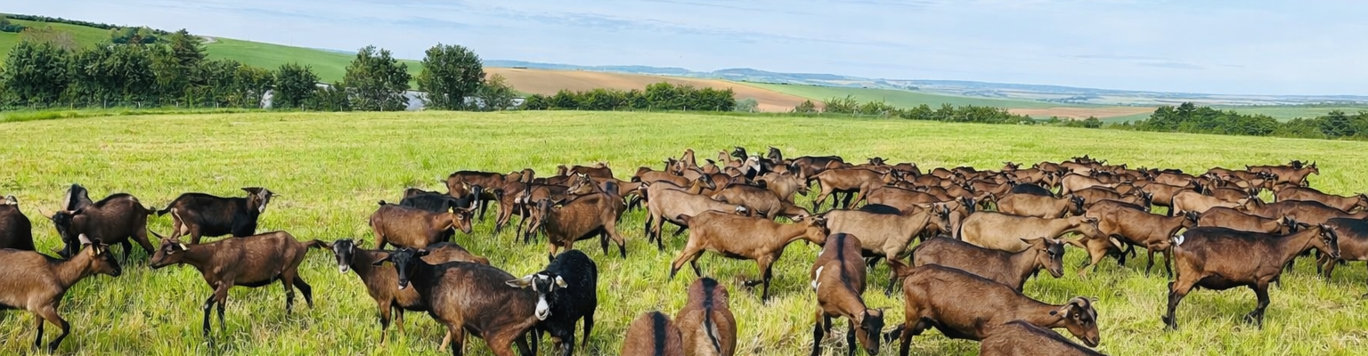 GOAT FAMILY