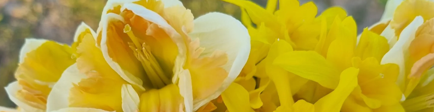 FLEURS DE LA VARENDE