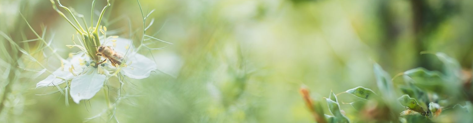 Pépinière associative de L'Asso des Alvéoles