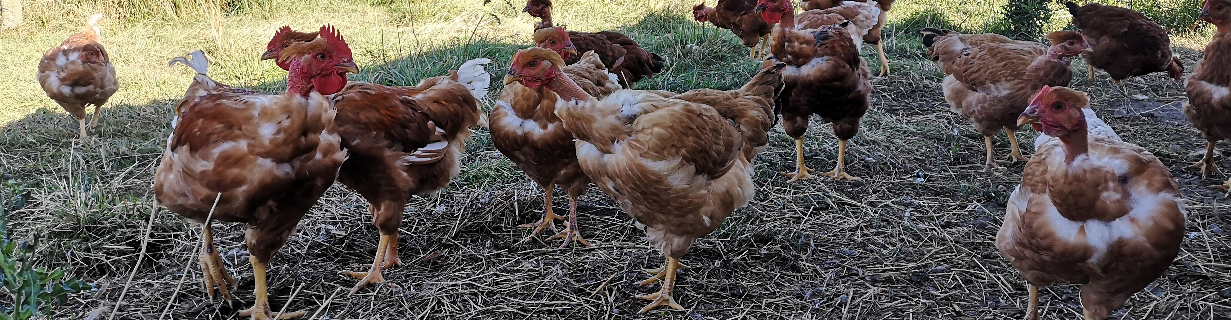 La ferme biologique du grand bois