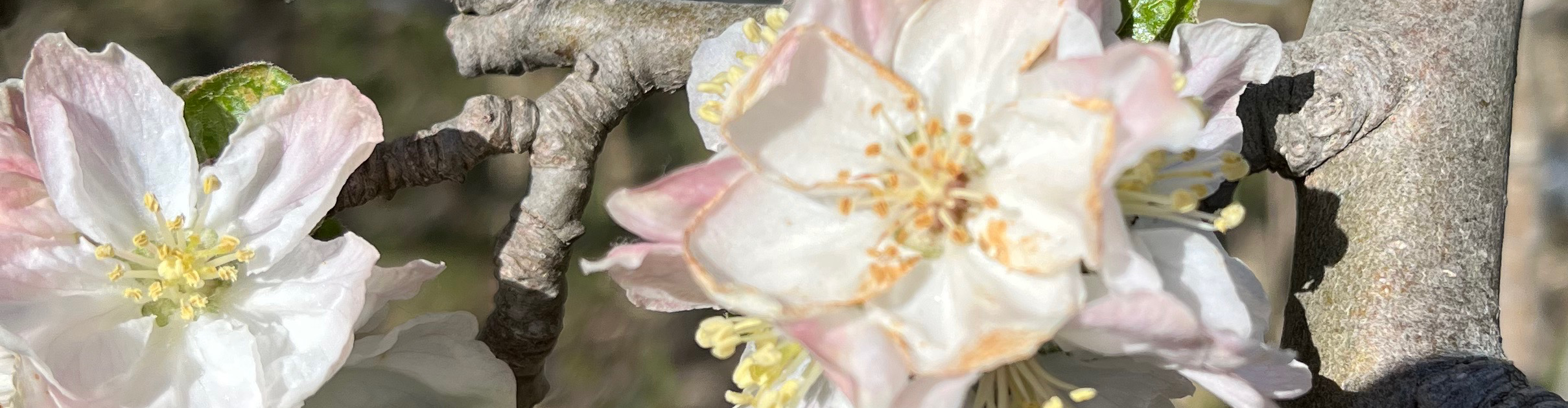 EARL Les vergers de Bonpas