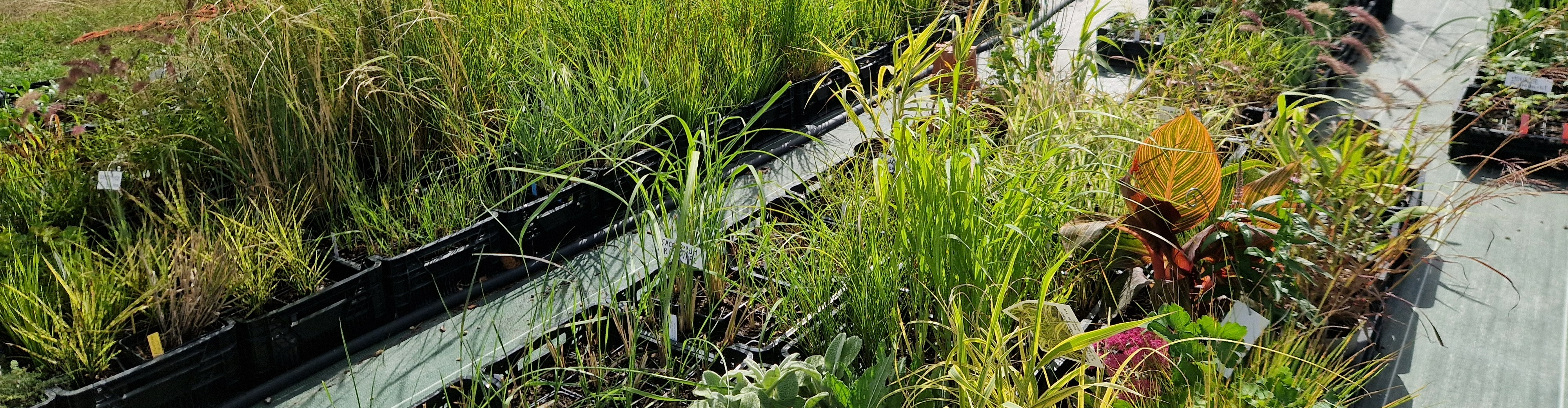 PEPINIERE DE FLEUR EN FLEUR