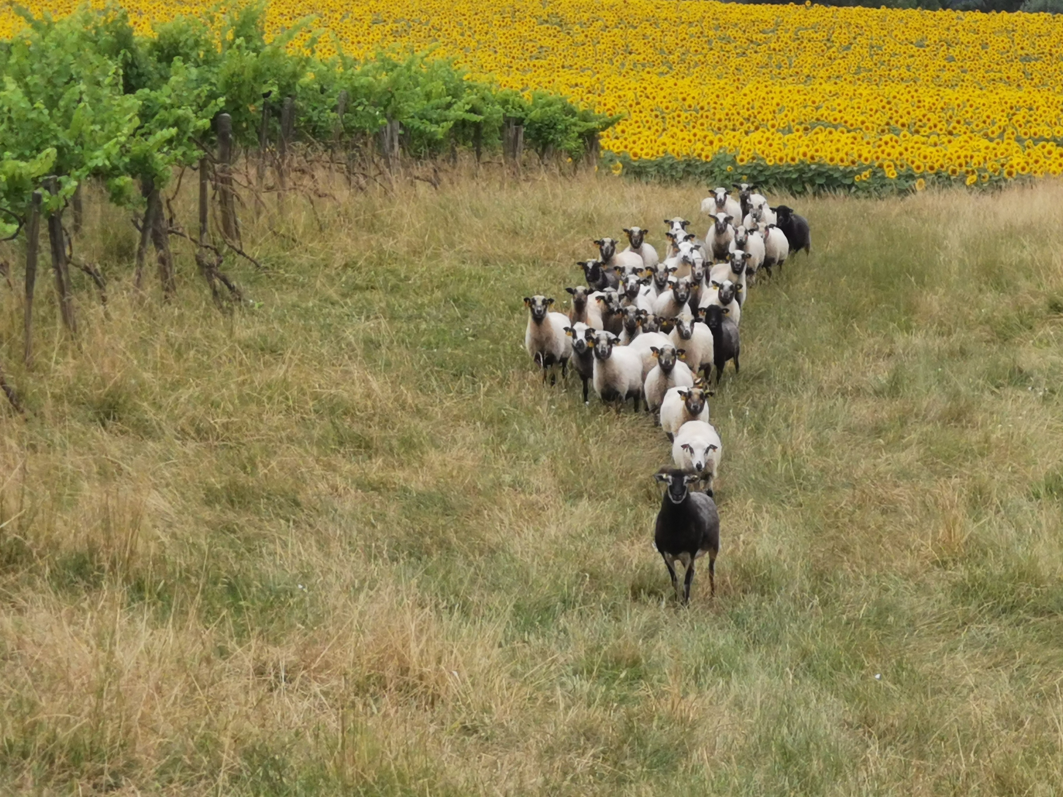 La Ferme de Romane, EARL de Plaisance 