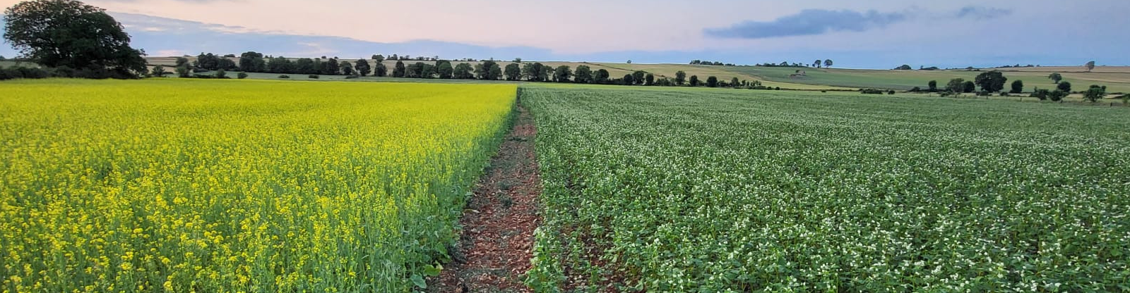 Domaine de la Combe d'Auribal - Lucie DURAND