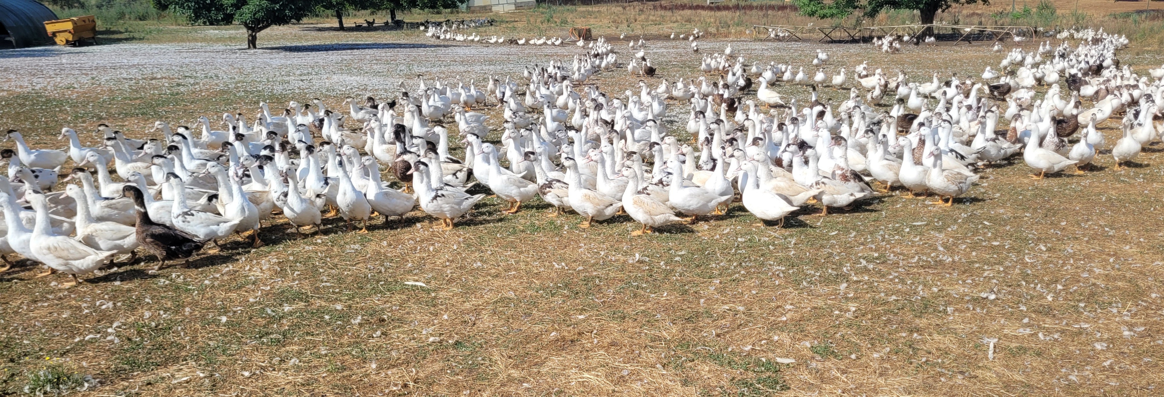 Les Canards d'Emboly