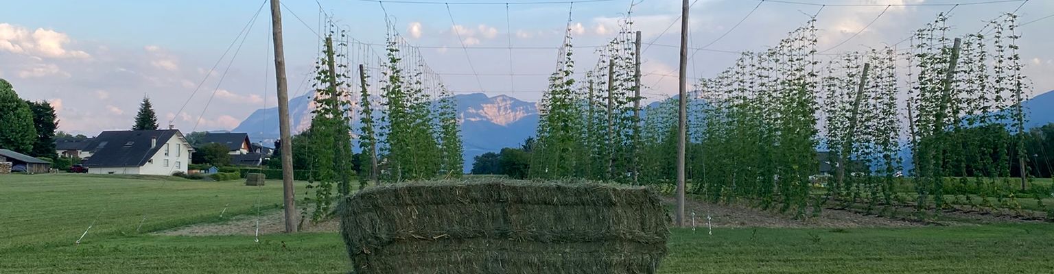 Houblon des Alpes