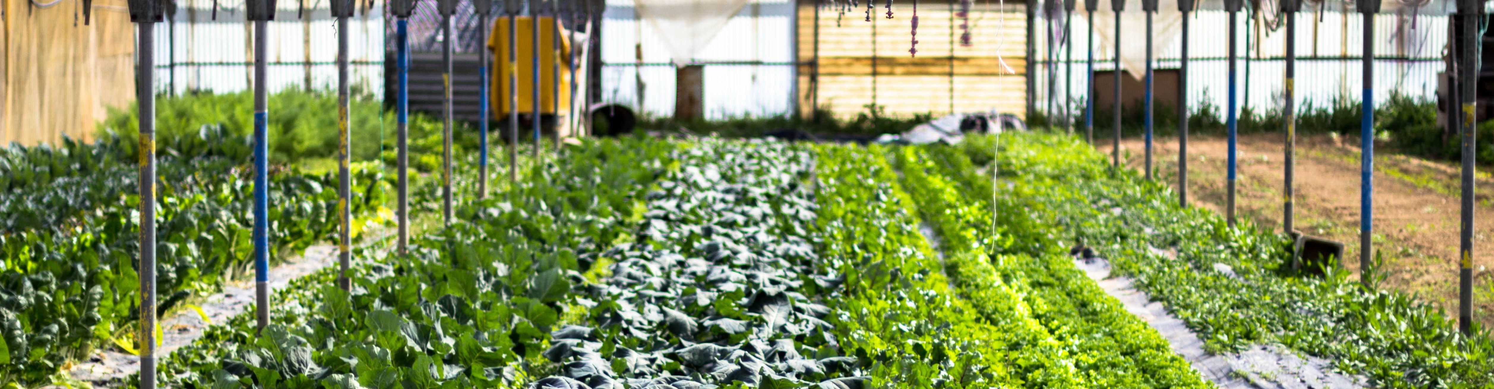 Le potager de Geneviève