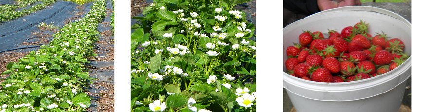 SORBIOP/ LE JARDINIER GLACIER