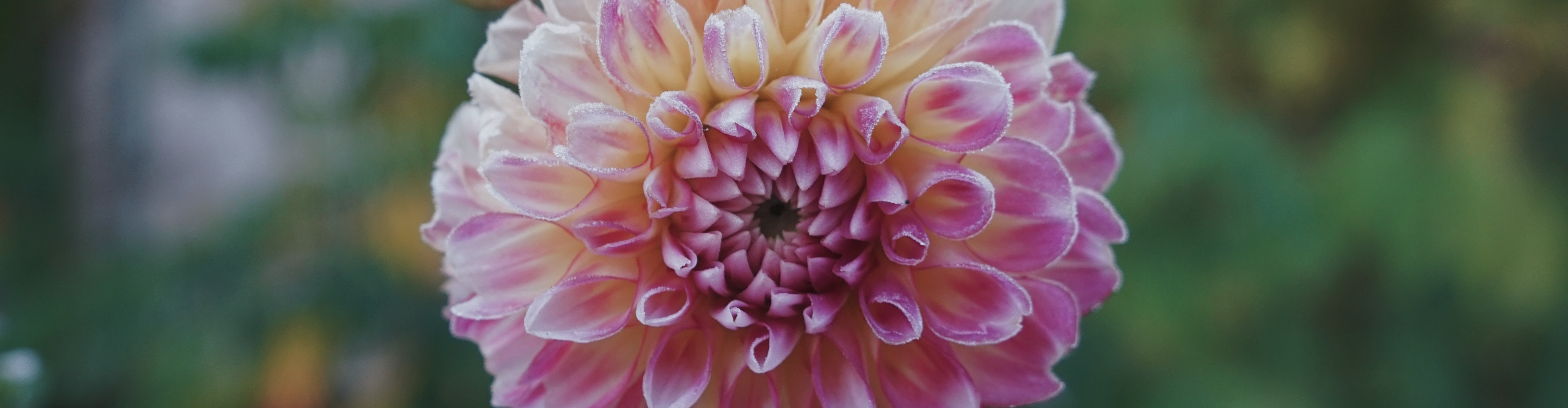 famille et fleurs, ferme florale