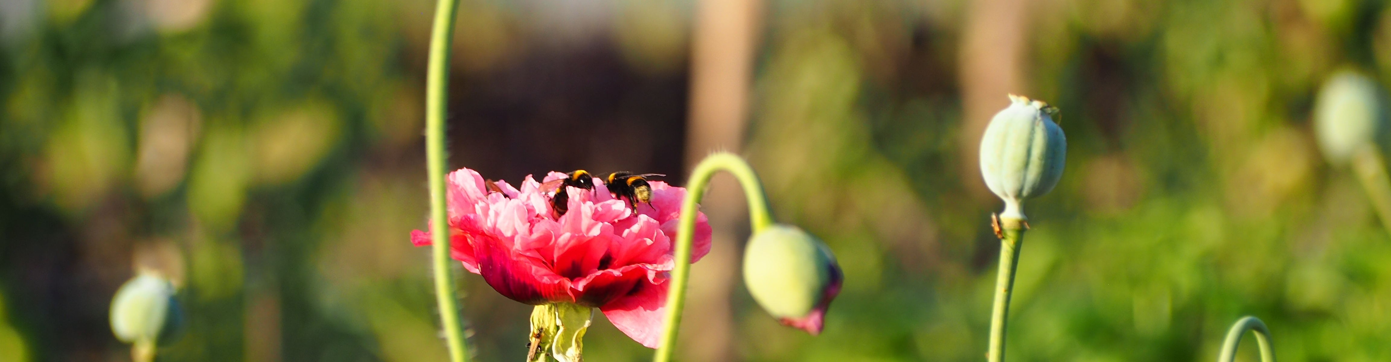 Ferme florale du Salabert