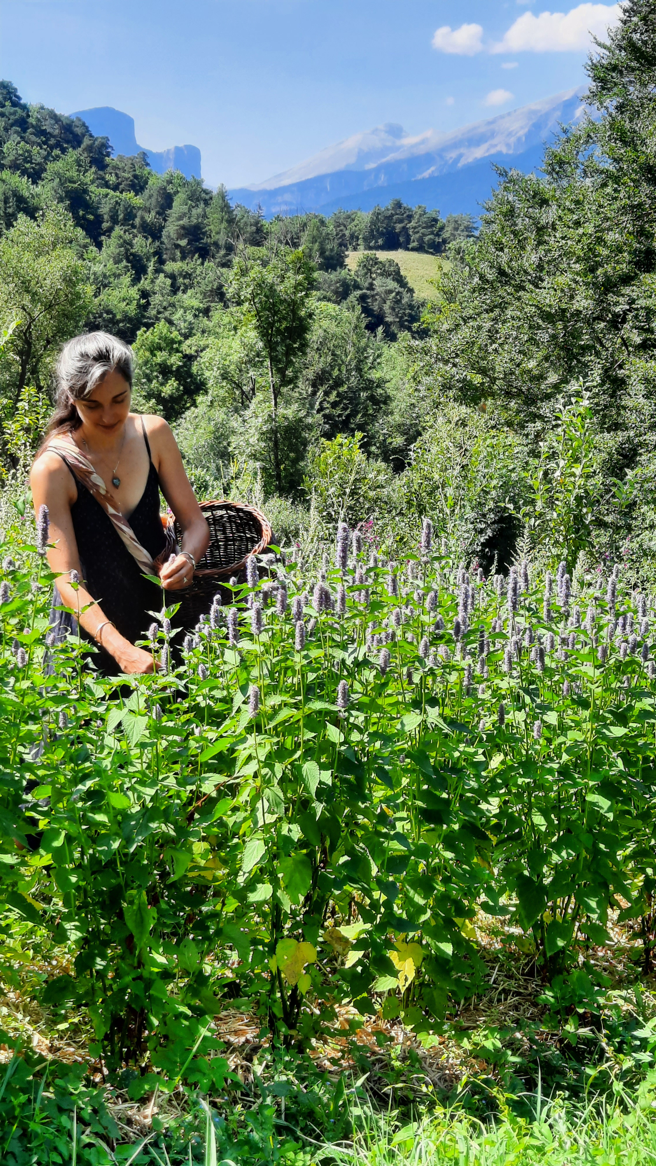 Herbes et Butineries