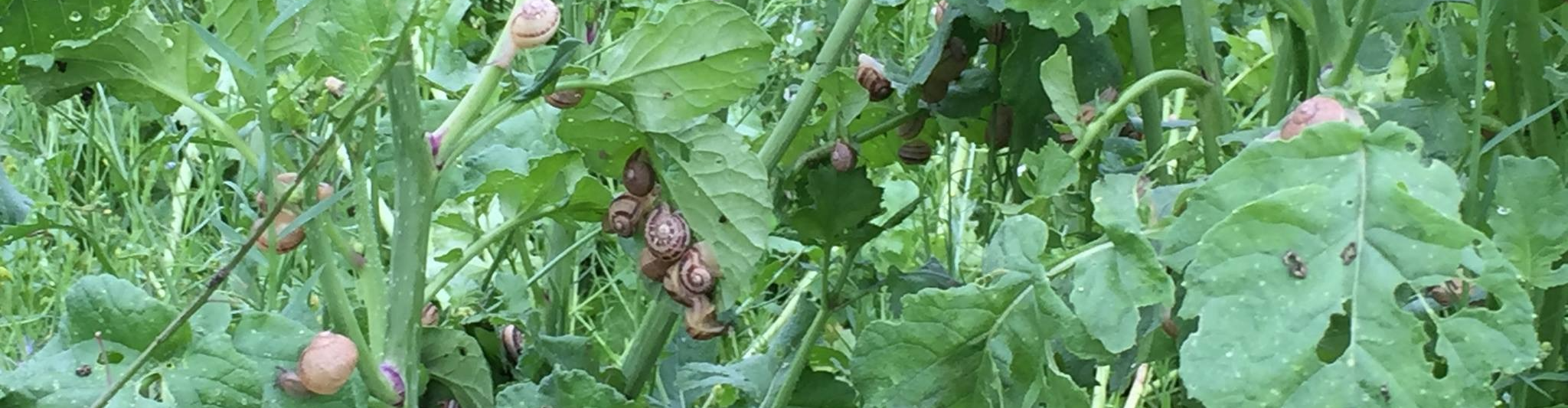 L'Escargot de Mouliherne