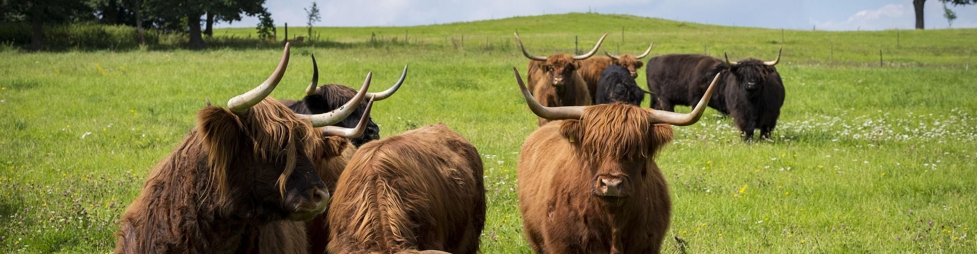 French Highland Cattle Society