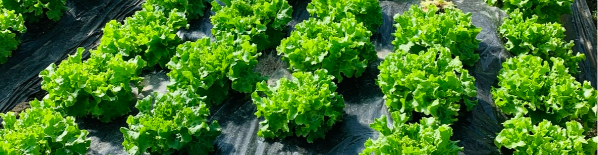 Le potager de la botte 