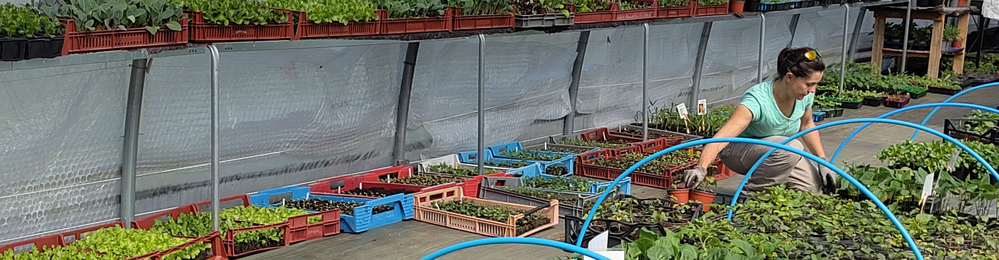 Le Bon Plant