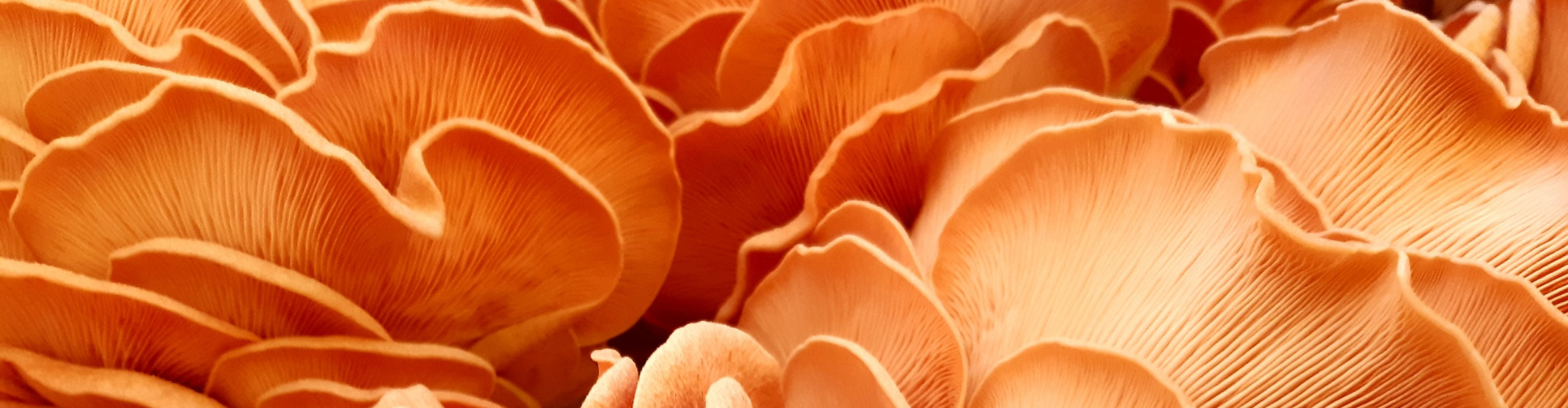 DU MIEL DANS LES SALADES