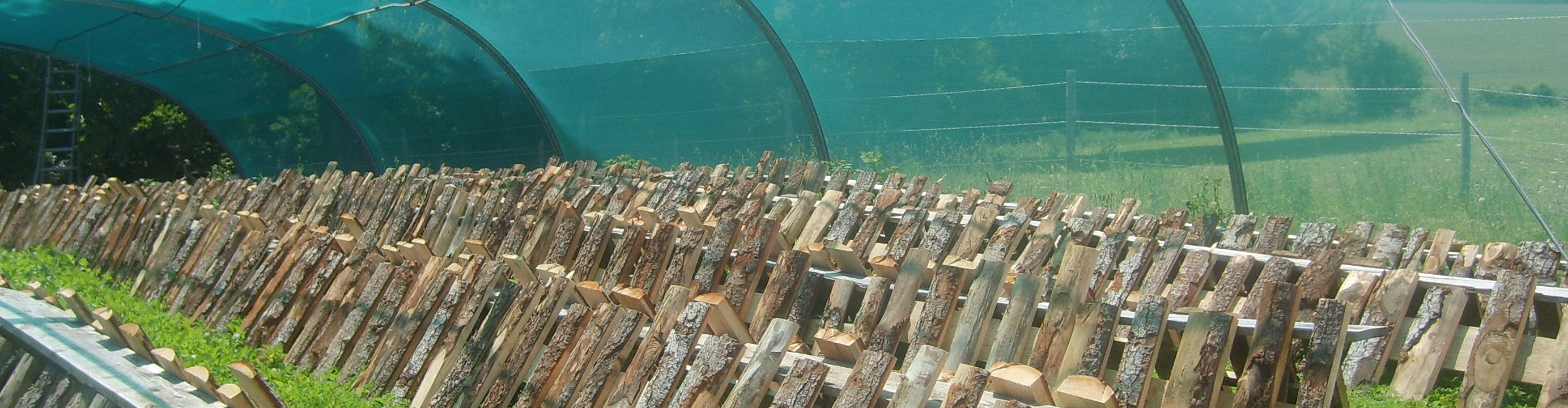 Les escargots de Montvendre