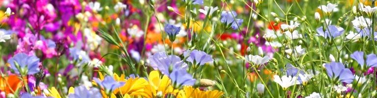 Mellifère ferme florale 