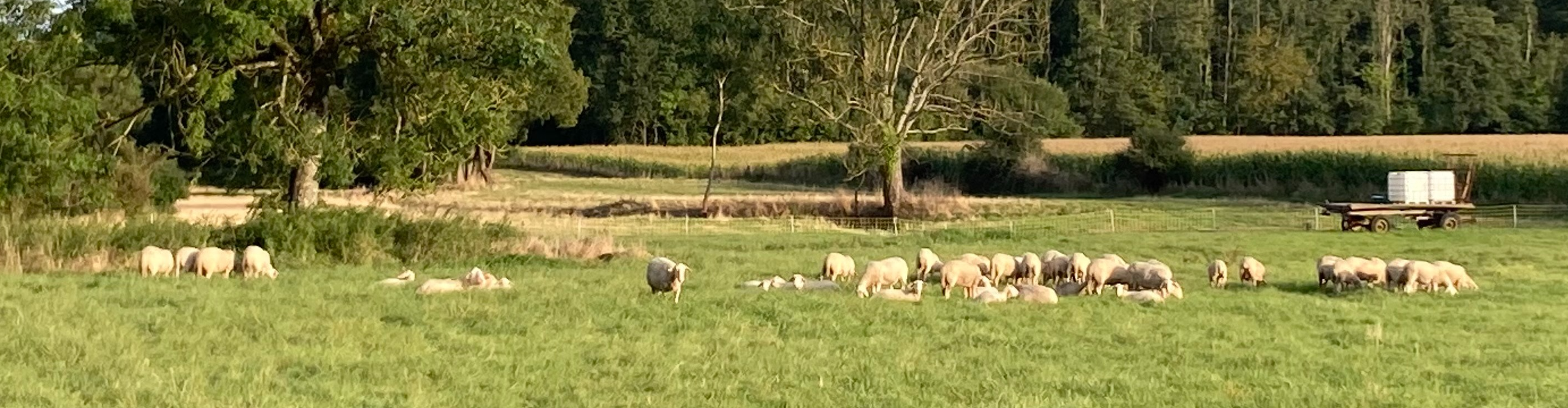 Ferme de la Basse Erable - Saveurs de brebis