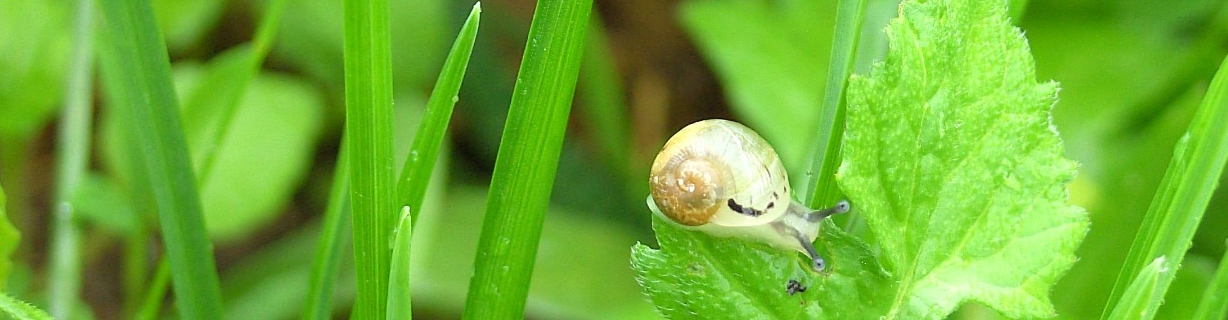 Les Escargots d'Armeau