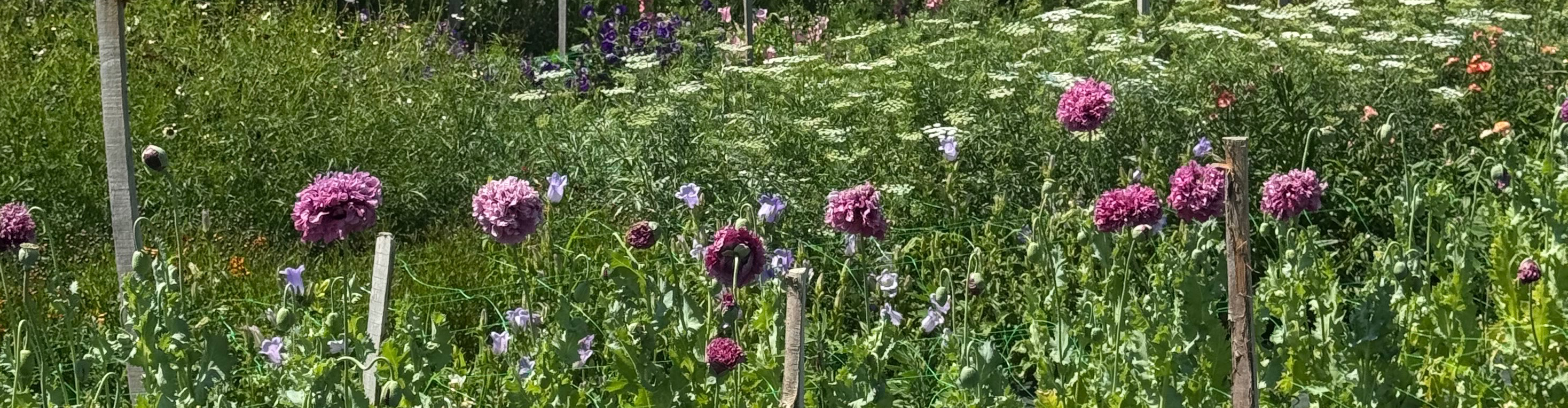 Les fleurs du Courtil