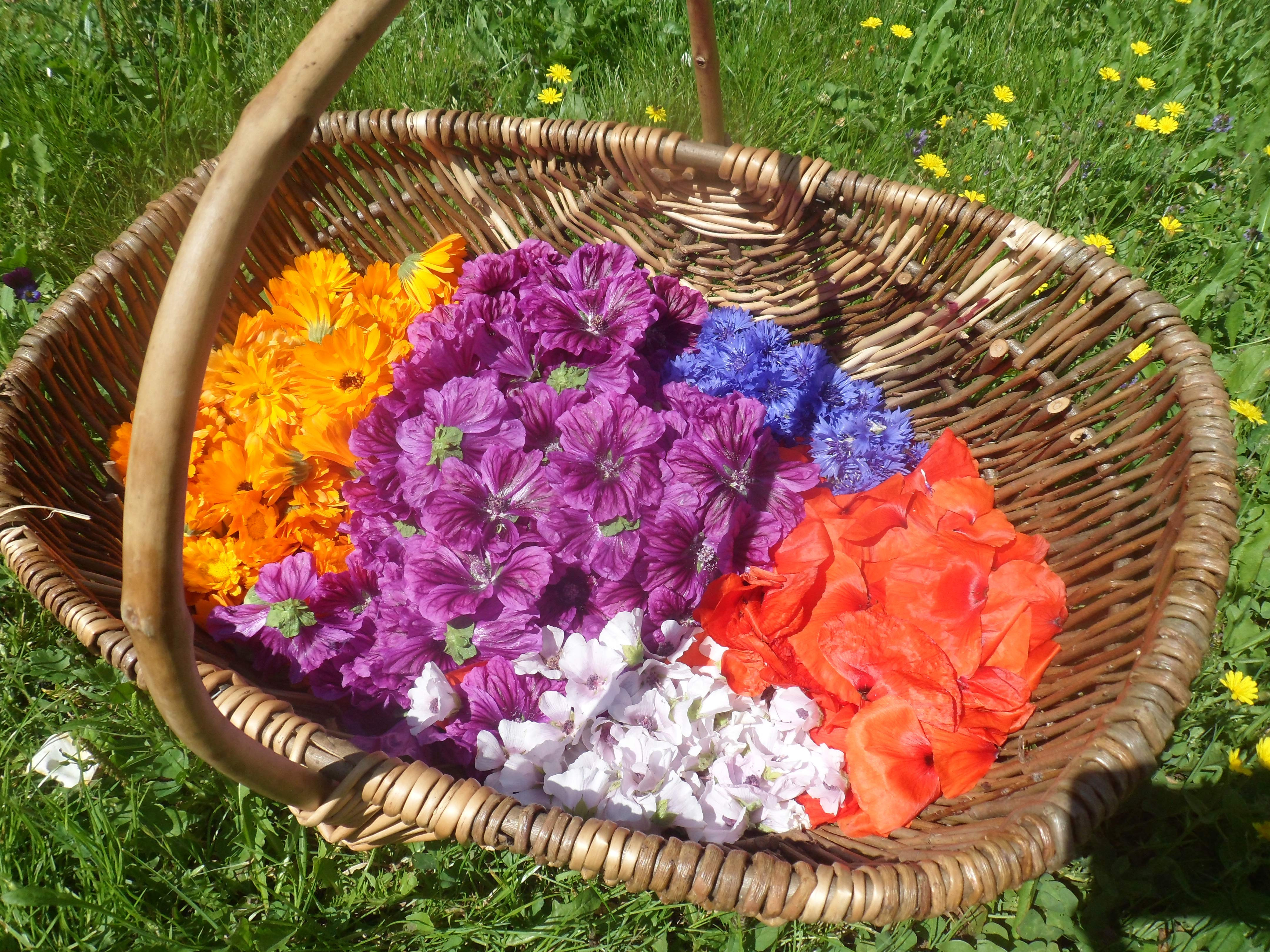 Les Fées Cueillettes / Le Verger de la Lune