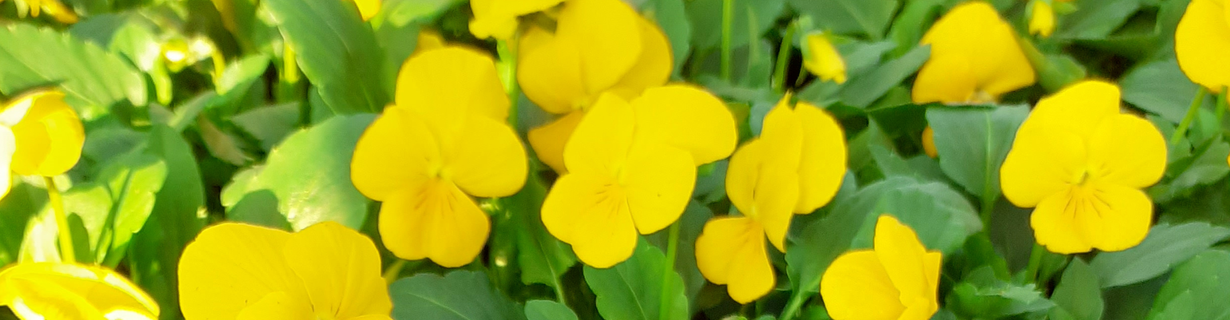 Les Serres Du Petit Moulin