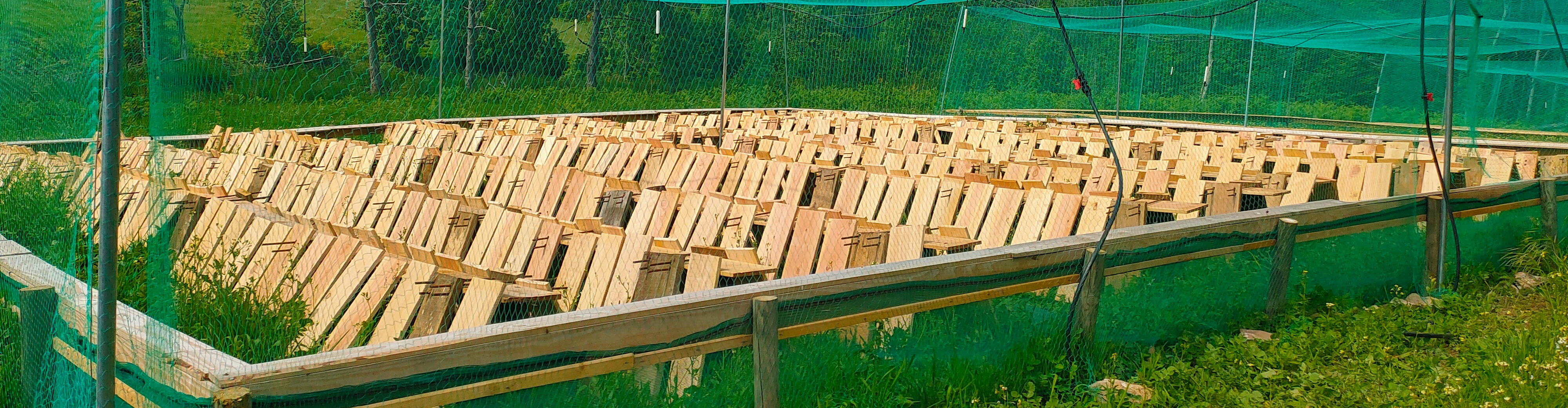 ESCARGOTS DES BOIS NOIRS