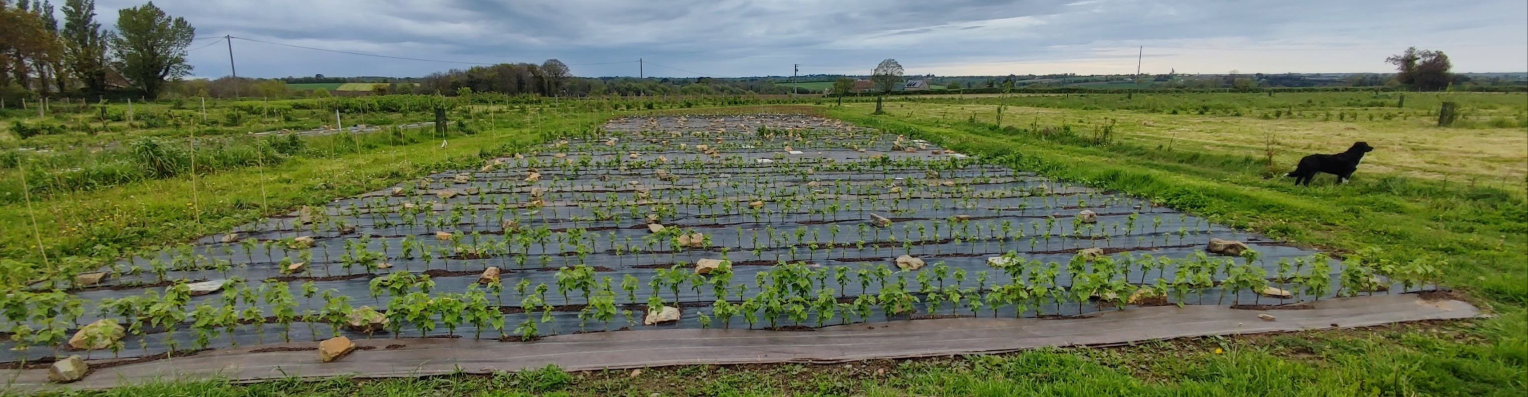 Viva Cité - La pépinière des petits fruitiers