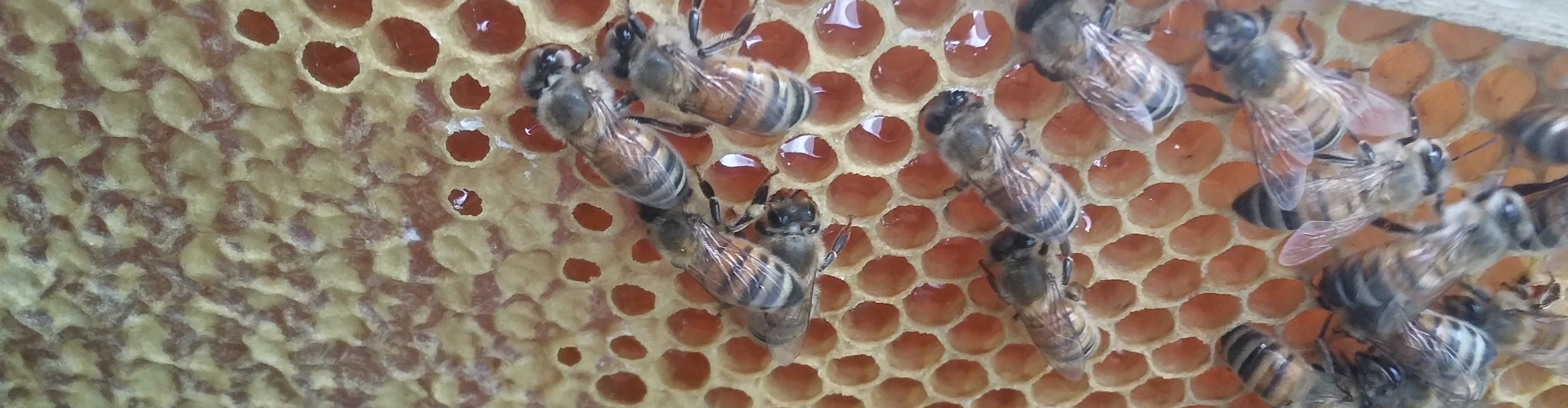 Florian RATEL apiculteur en Savoie