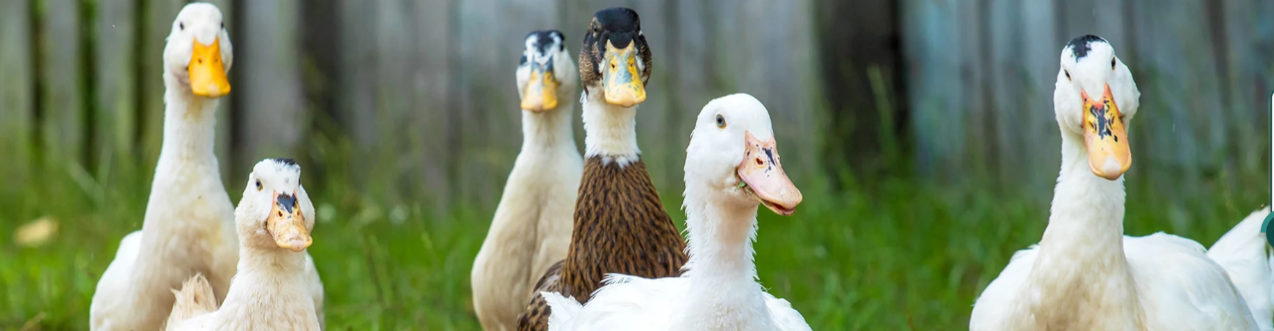 Famille COUREAU